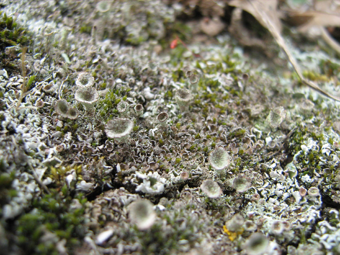 Cladonia pyxidata?